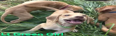 Green Girl