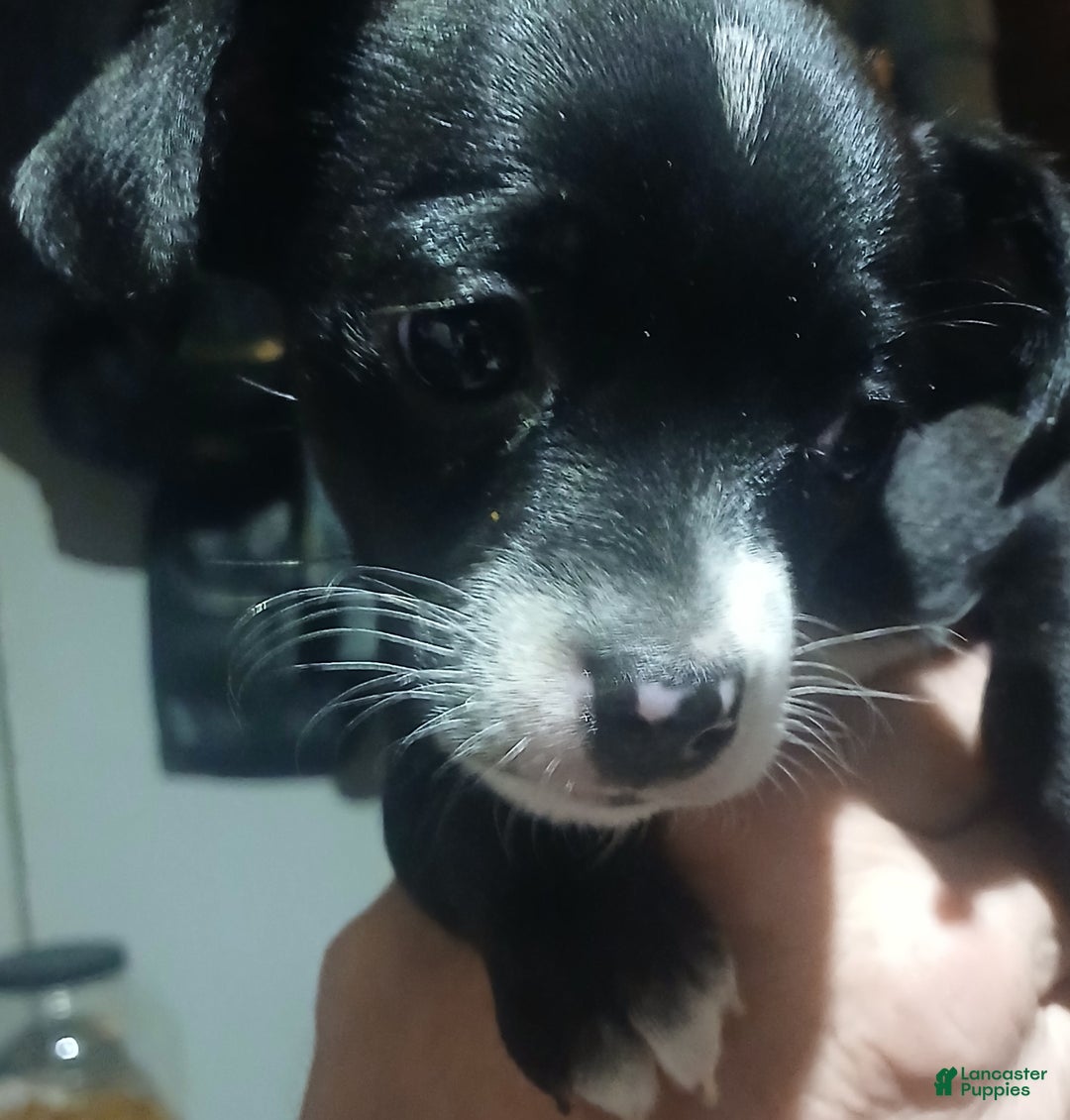 Chihuahua dogs for sale: Lacey,      Chihuahua Puppy 2 - Ad 3