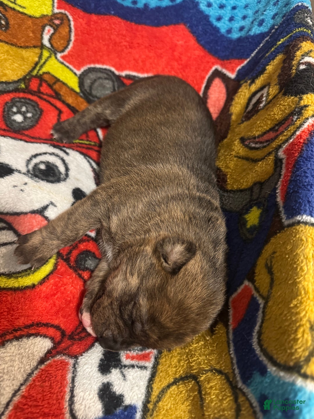 Mixed Breed dogs for sale: Mixed Breed Puppy 2 - Ad 2