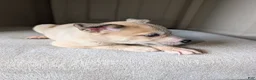 Pitsky dogs for sale: Celia - Ad 22