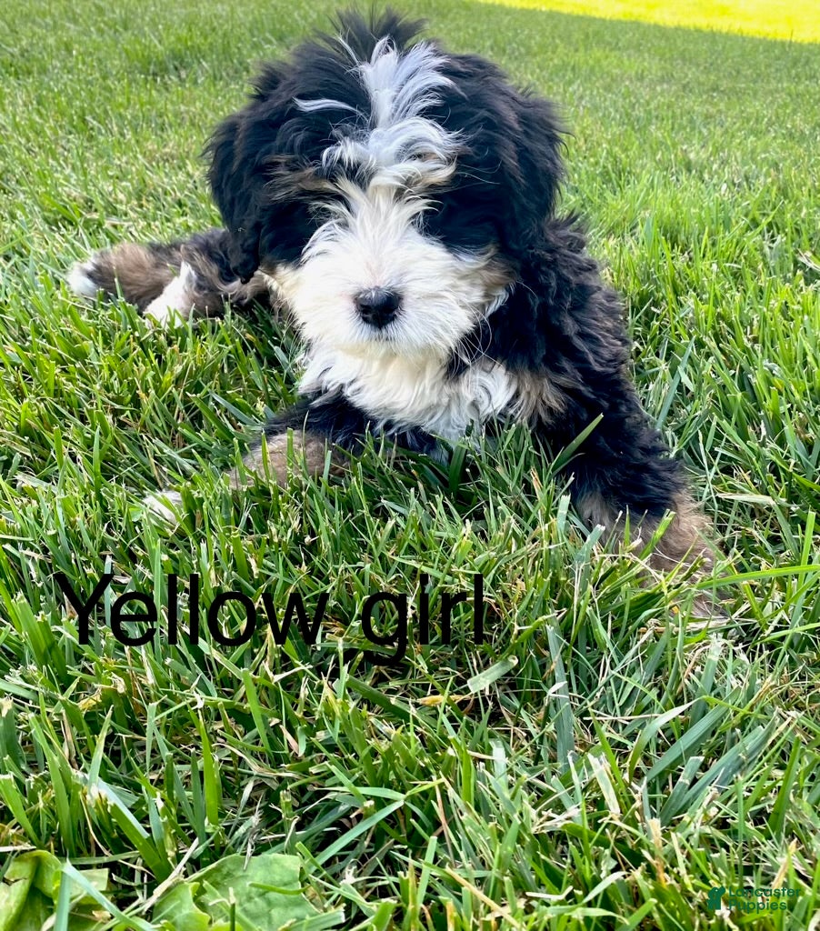 Bernedoodle dogs Yellow - Female - Ad 1