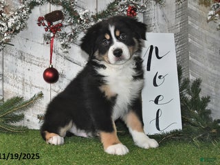 Australian Shepherd dogs Cole - Ad 6