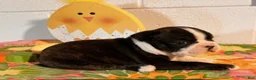 Boston Terrier dogs for sale: Bubbles - Ad 6
