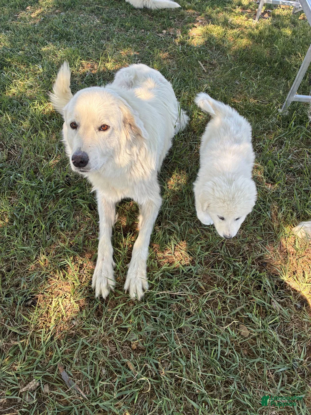 Great Pyrenees dogs for sale: John Tolkin - Ad 2