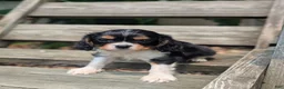 Cavalier King Charles Spaniel dogs for sale: Roger - Ad 4