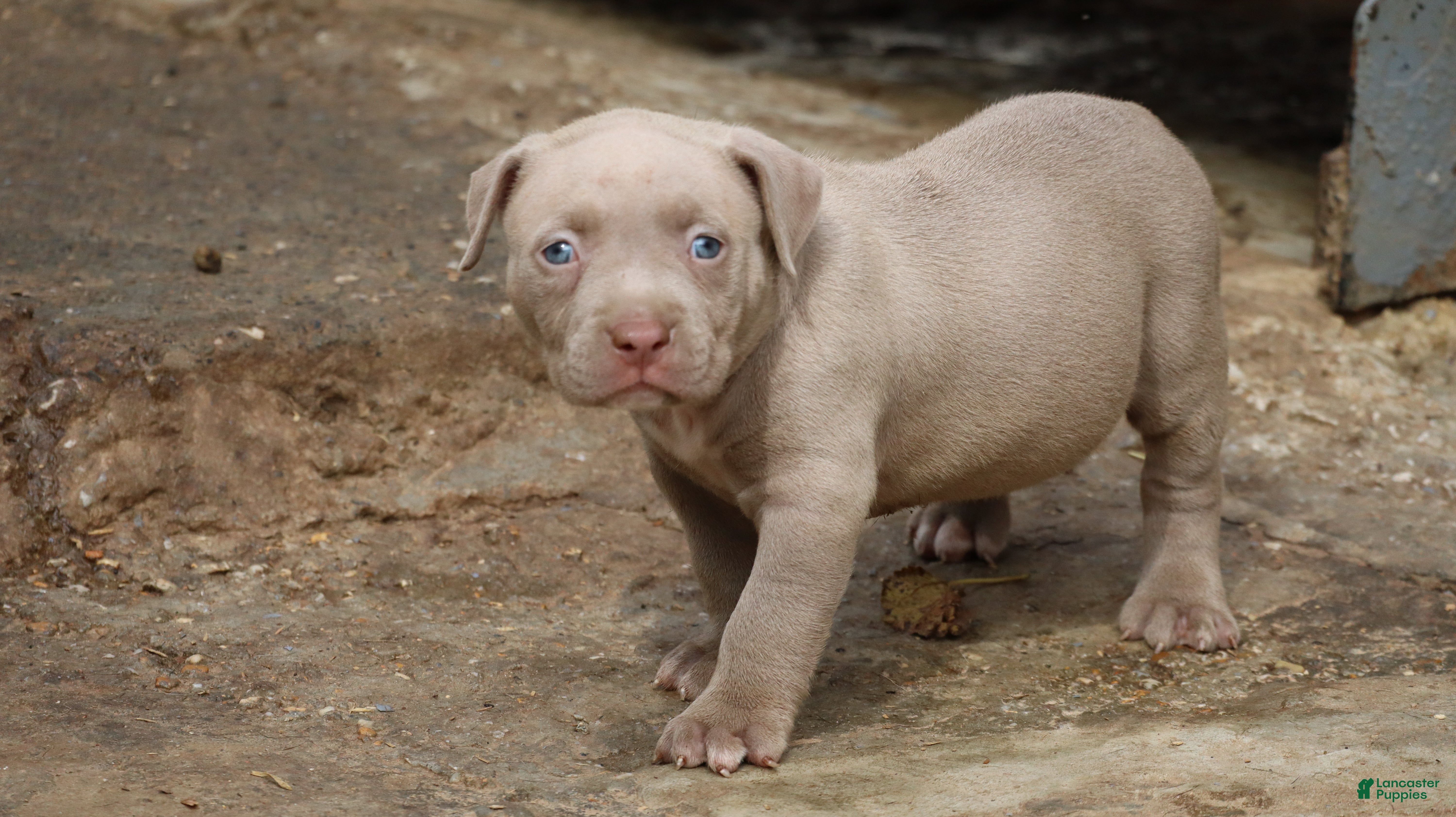 American Bully dogs Pheonix - Ad 1