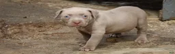 American Bully dogs for sale: Pheonix - Ad 1