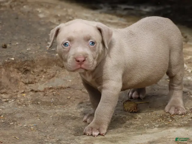 American Bully dogs for sale: Pheonix - Ad 1