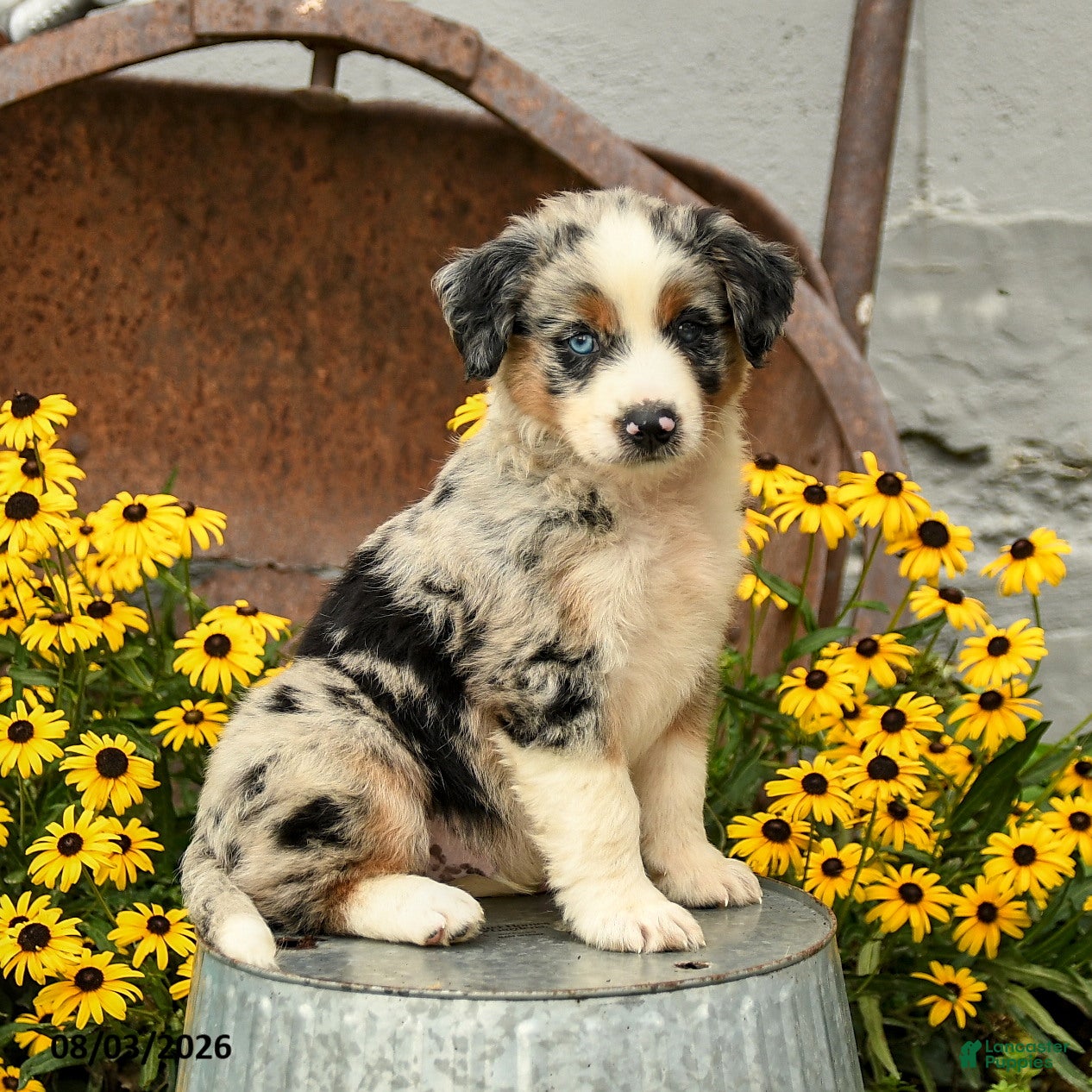 Australian Shepherd dogs Felix - Ad 1