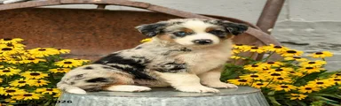 Felix