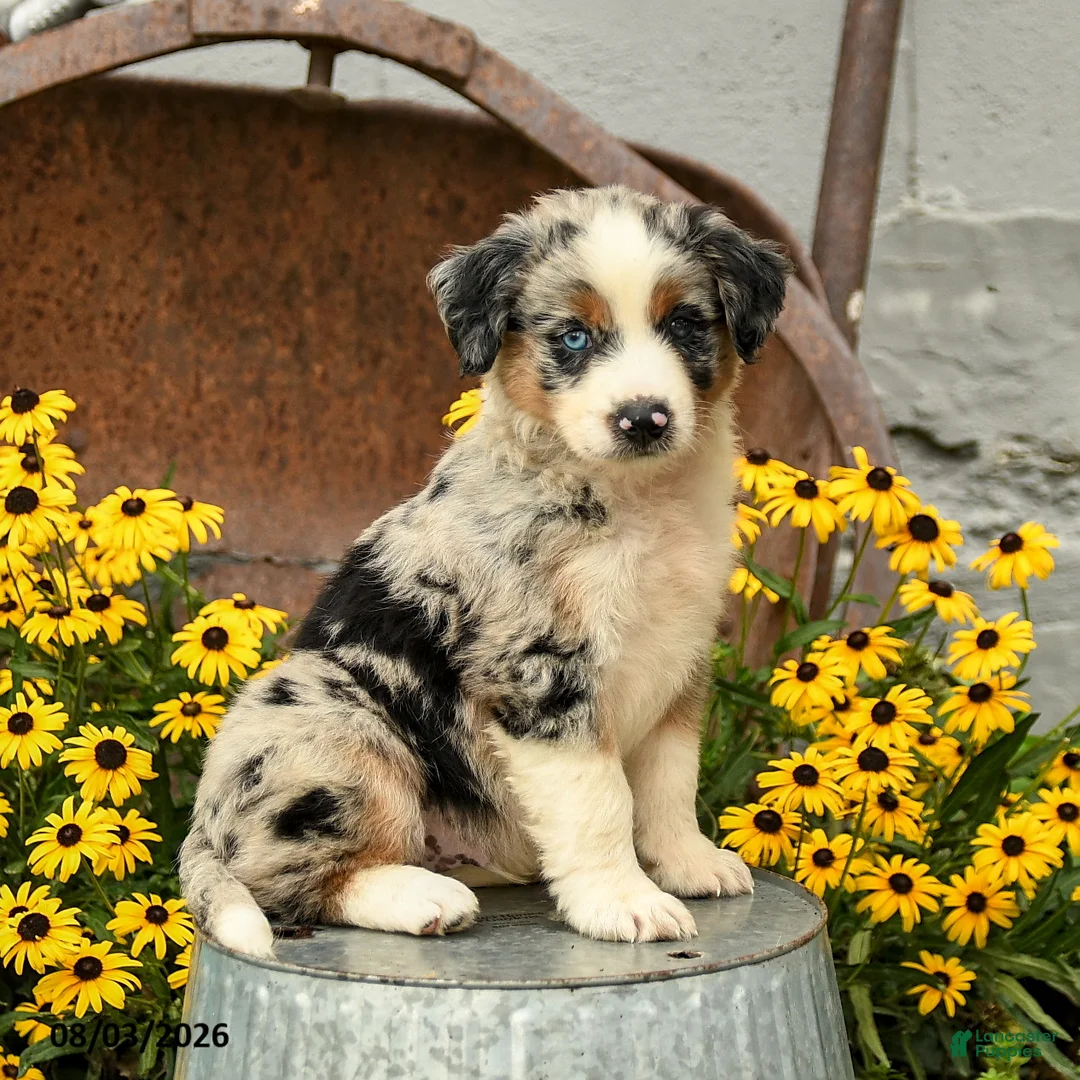 Australian Shepherd dogs for sale: Felix - Ad 1