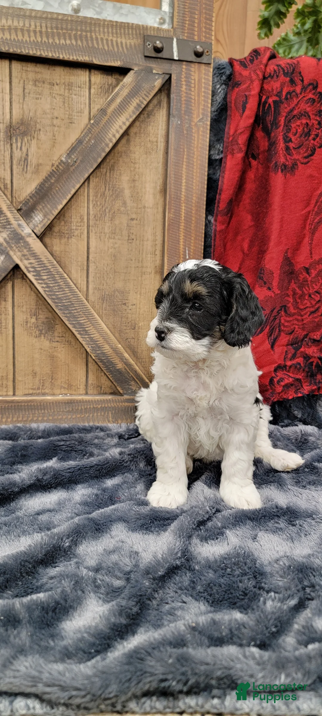 Cockapoo dogs for sale: Sis - Ad 4