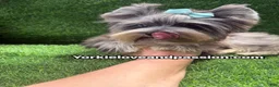 Yorkshire Terrier dogs for sale: Merle male one blue eye  - Ad 3