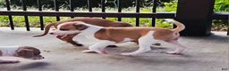 Italian Greyhound dogs for sale: Sevyn - Ad 3