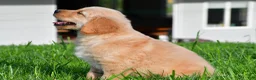 Golden Retriever dogs for sale: Max - Ad 7