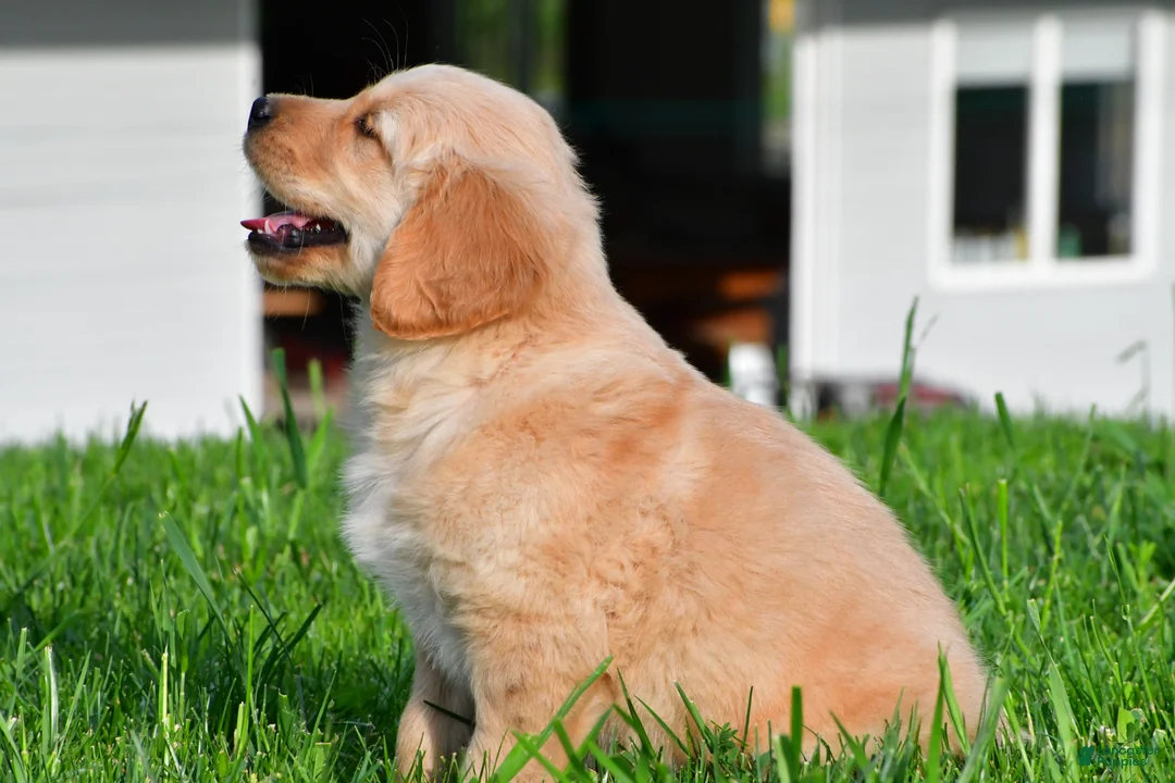 Golden Retriever dogs for sale: Max - Ad 7