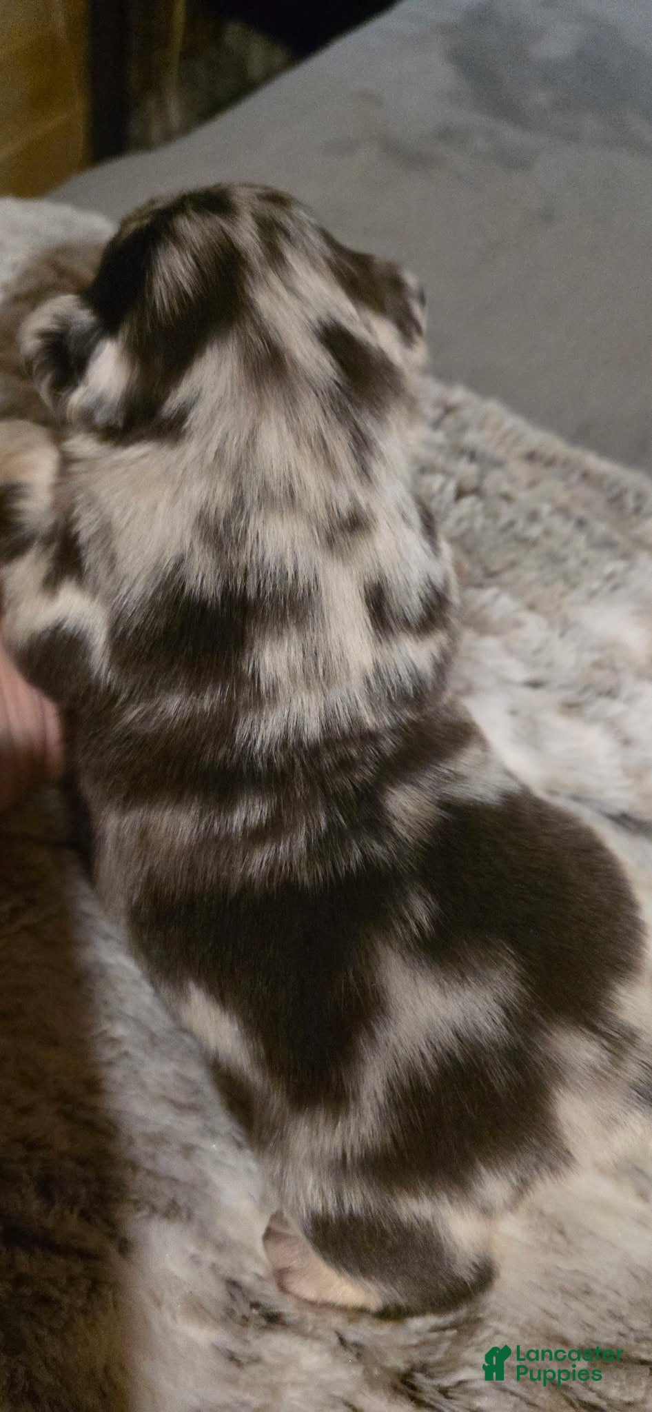 French Bulldog dogs Split face - Ad 2