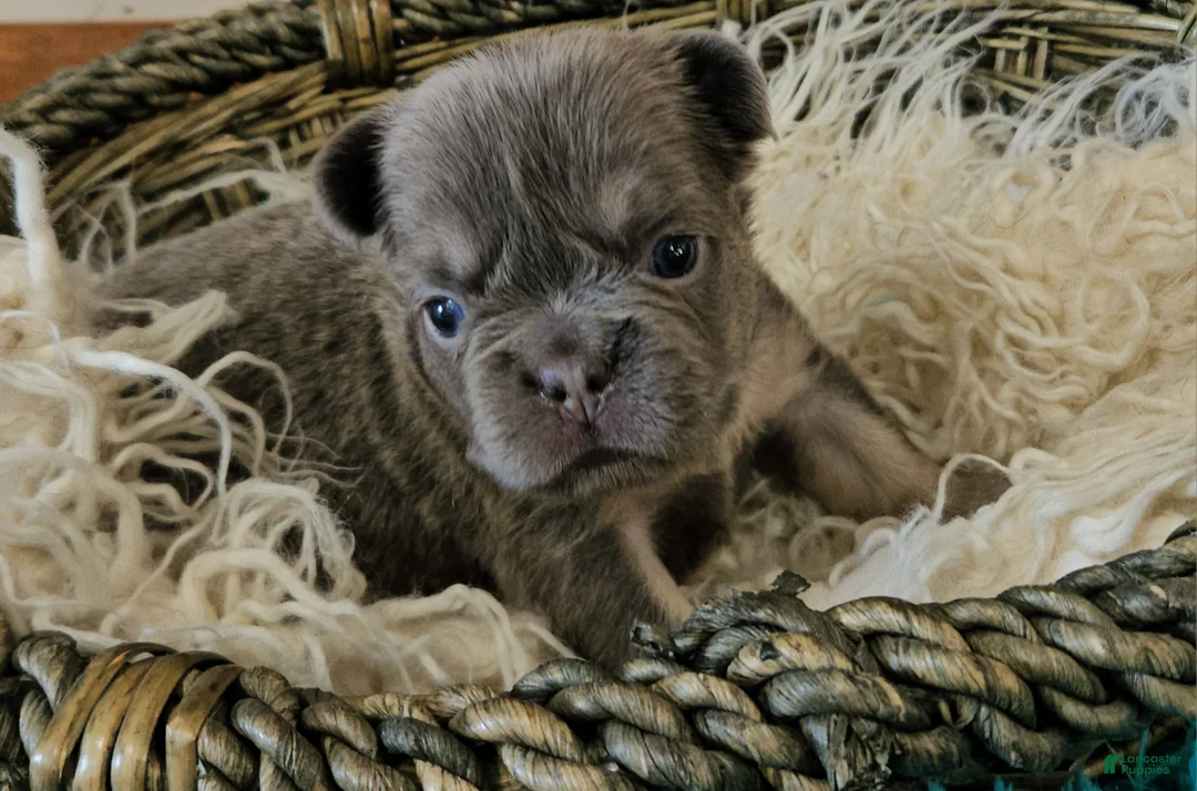 French Bulldog dogs for sale: French Bulldog Puppy 1 - Ad 1