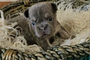 French Bulldog Puppy 1