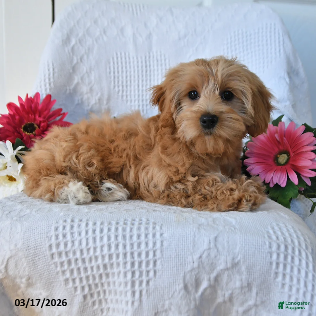 Maltipoo dogs for sale: Mandy - Ad 3