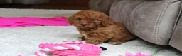 Cavapoochon dogs for sale: Monica - Ad 7