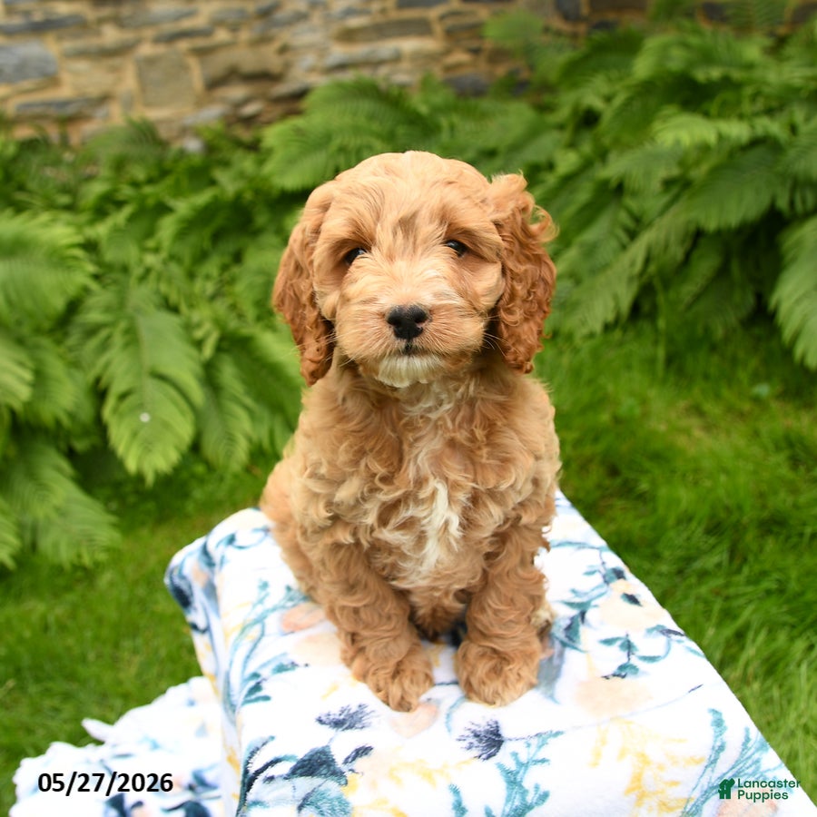 Cockapoo dogs Dobby - Ad 2