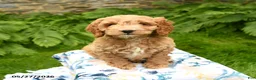 Cockapoo dogs for sale: Dobby - Ad 2