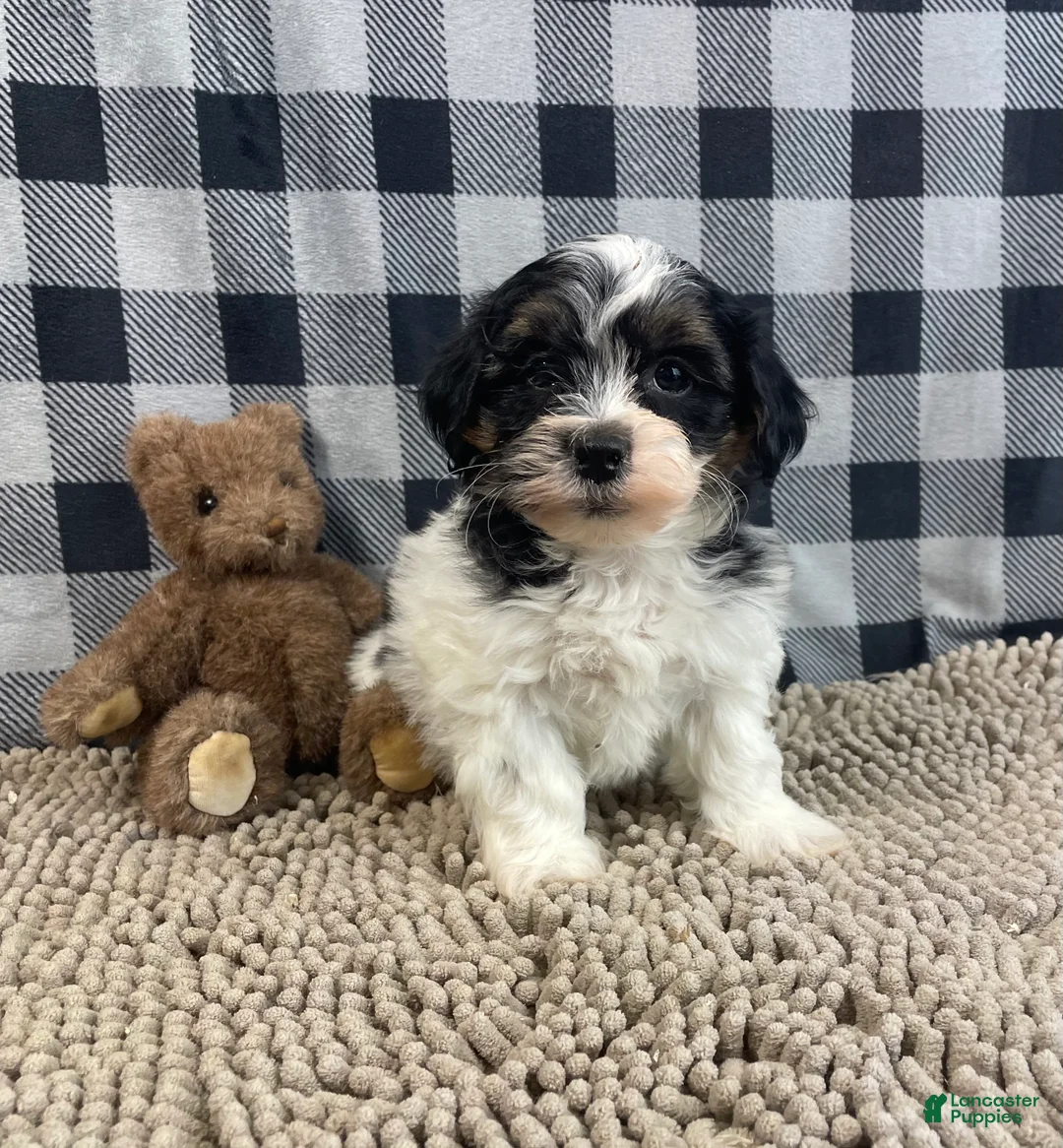 Teddy Bear dogs for sale: Jonah - Ad 7