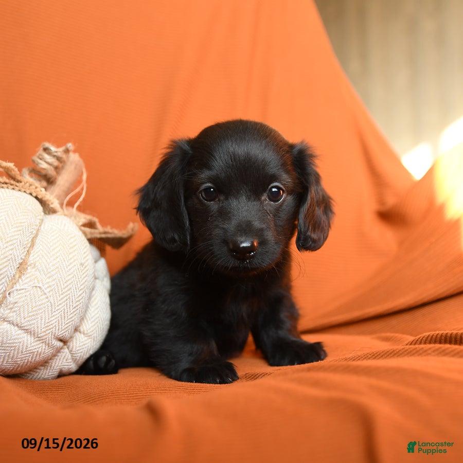 Dachshund dogs Arria - Ad 2