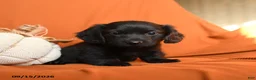 Dachshund dogs for sale: Arria - Ad 2