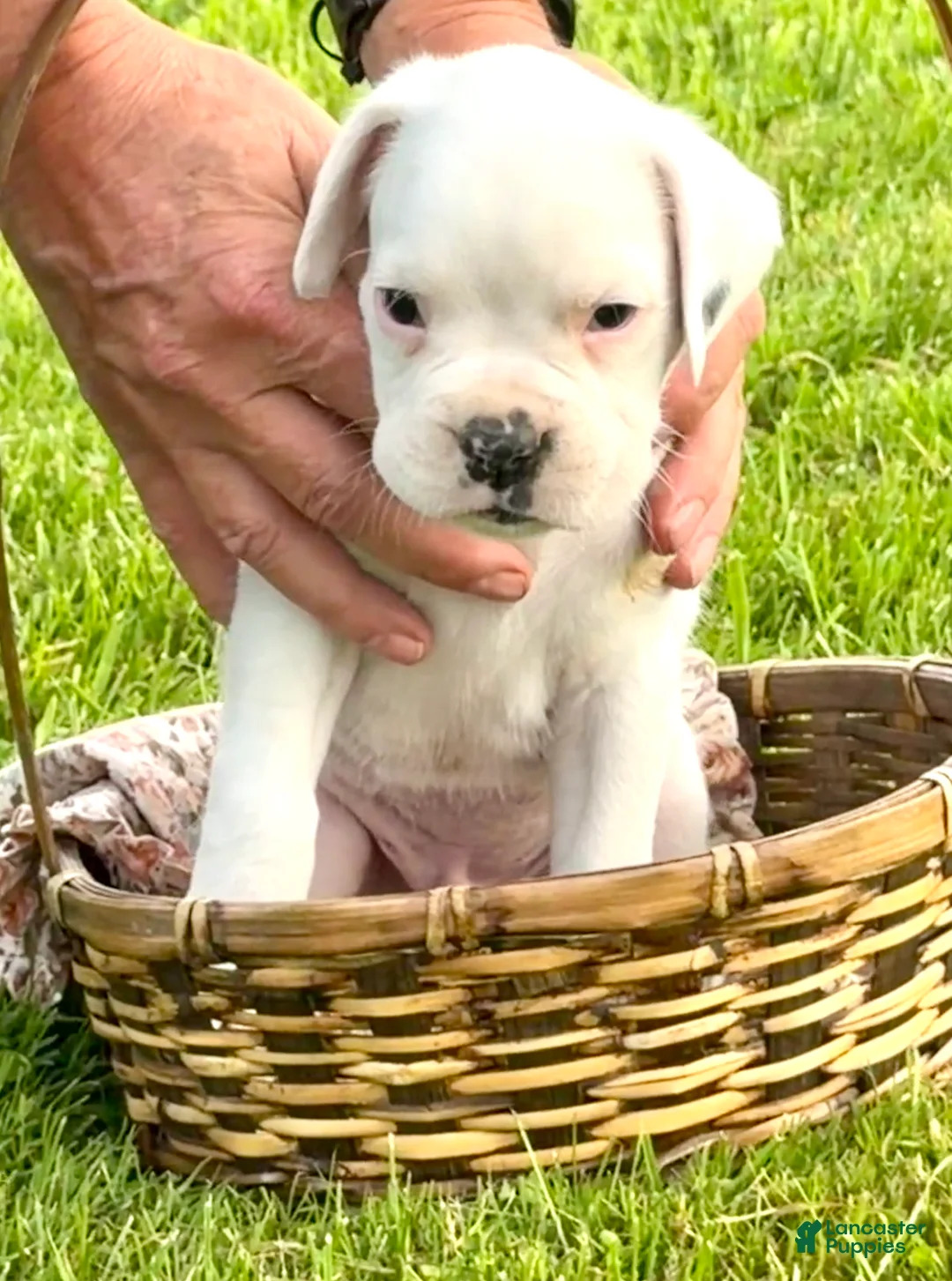 Boxer dogs for sale: Diesel   - Ad 1