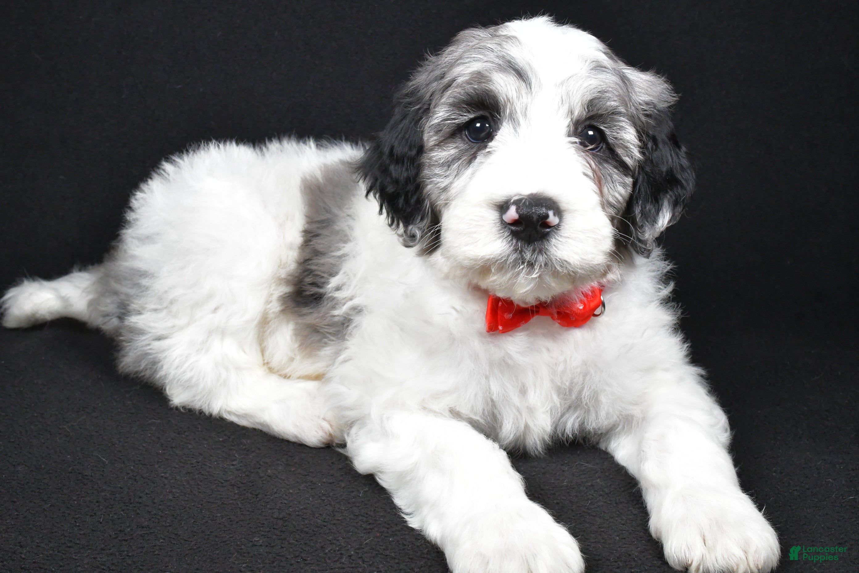 Sheepadoodle dogs Milo - Ad 28