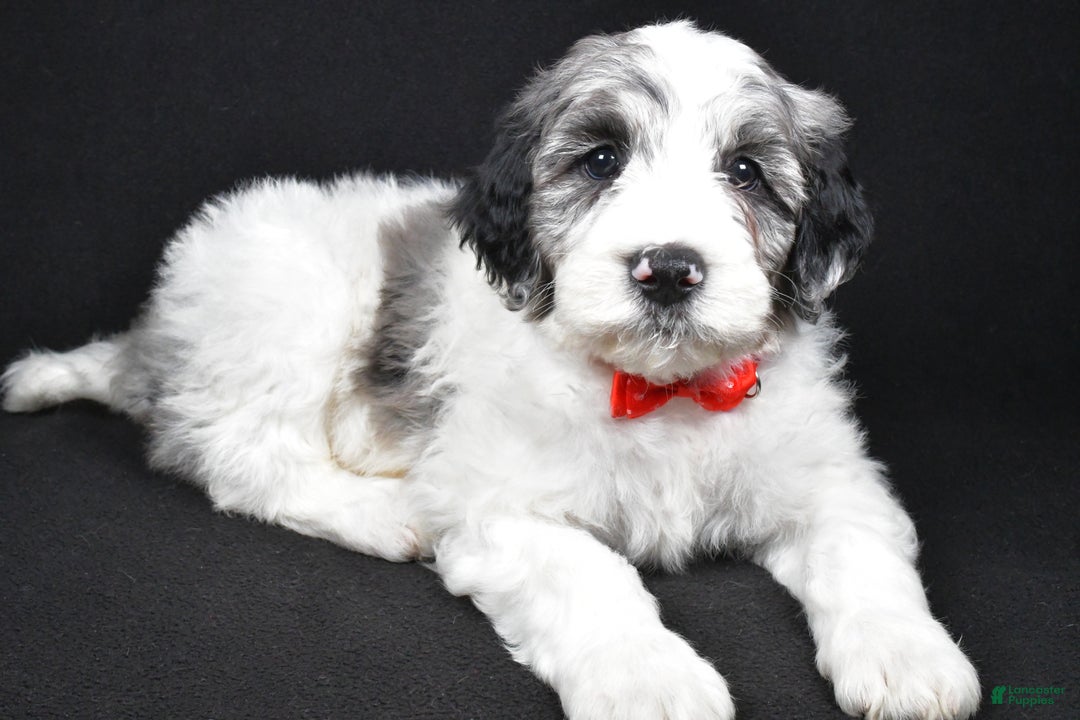 Sheepadoodle dogs for sale: Milo - Ad 1
