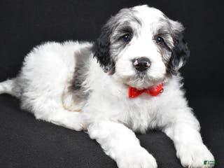 Sheepadoodle dogs Milo - Ad 28