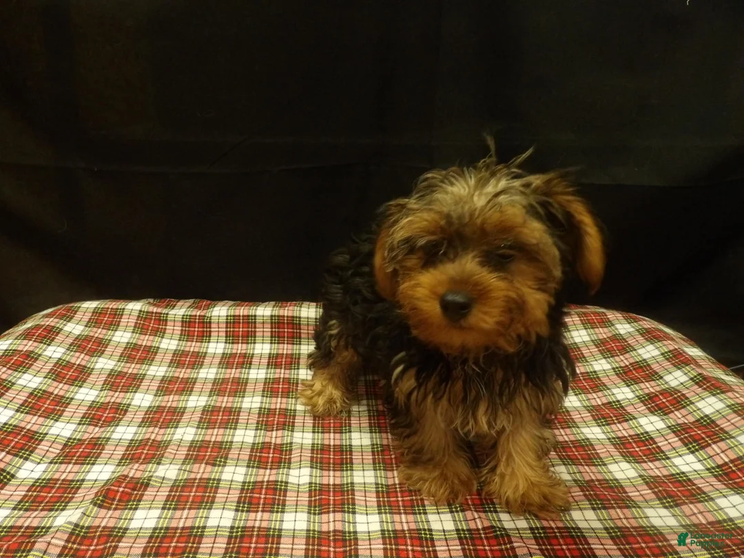 Yorkshire Terrier dogs for sale: Stuart - Ad 1