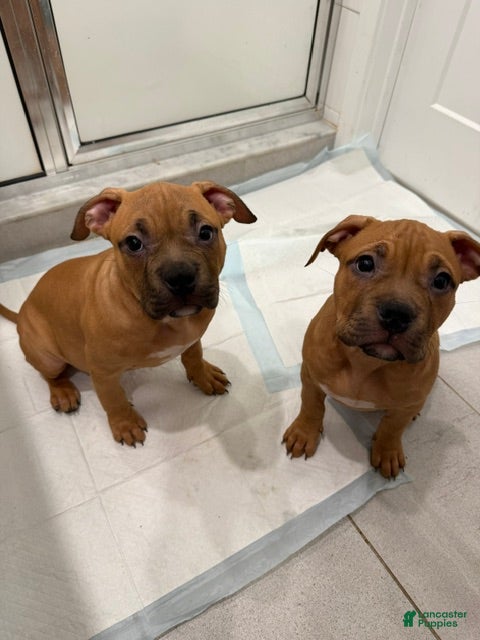 American Bully dogs Puppy 2 Female - Ad 2