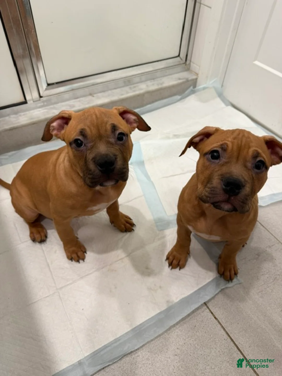 American Bully dogs for sale: Puppy 2 Female - Ad 2