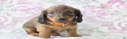 Miniature Dachshund dogs for sale: Cookie - Ad 6