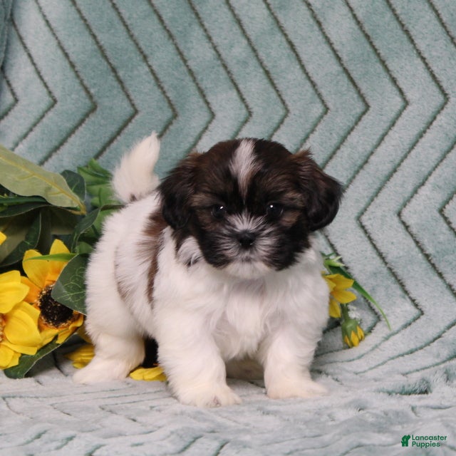 Shih Tzu dogs Irving - Ad 2