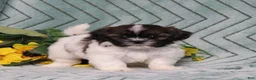 Shih Tzu dogs for sale: Irving - Ad 2