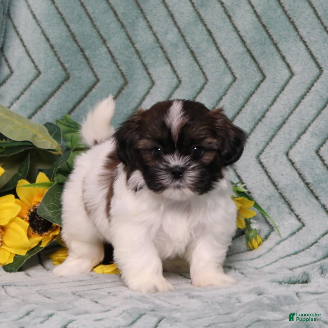Shih Tzu dogs for sale: Irving - Ad 2