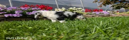Cocker Spaniel dogs for sale: Anna - Ad 13