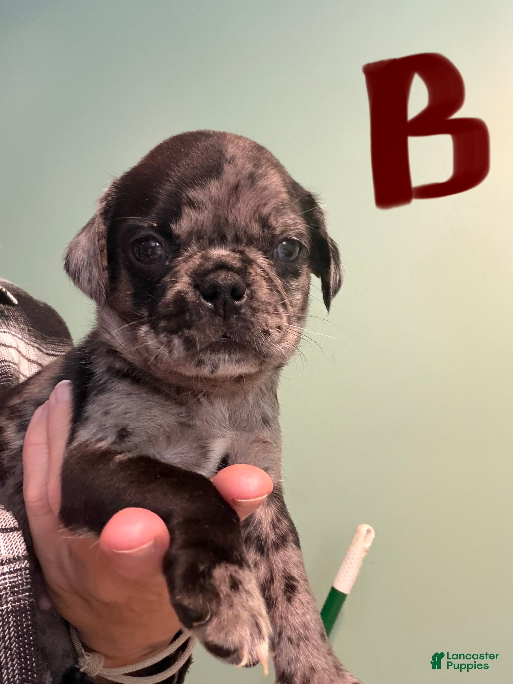 Pug dogs Pug 2 - Ad 23