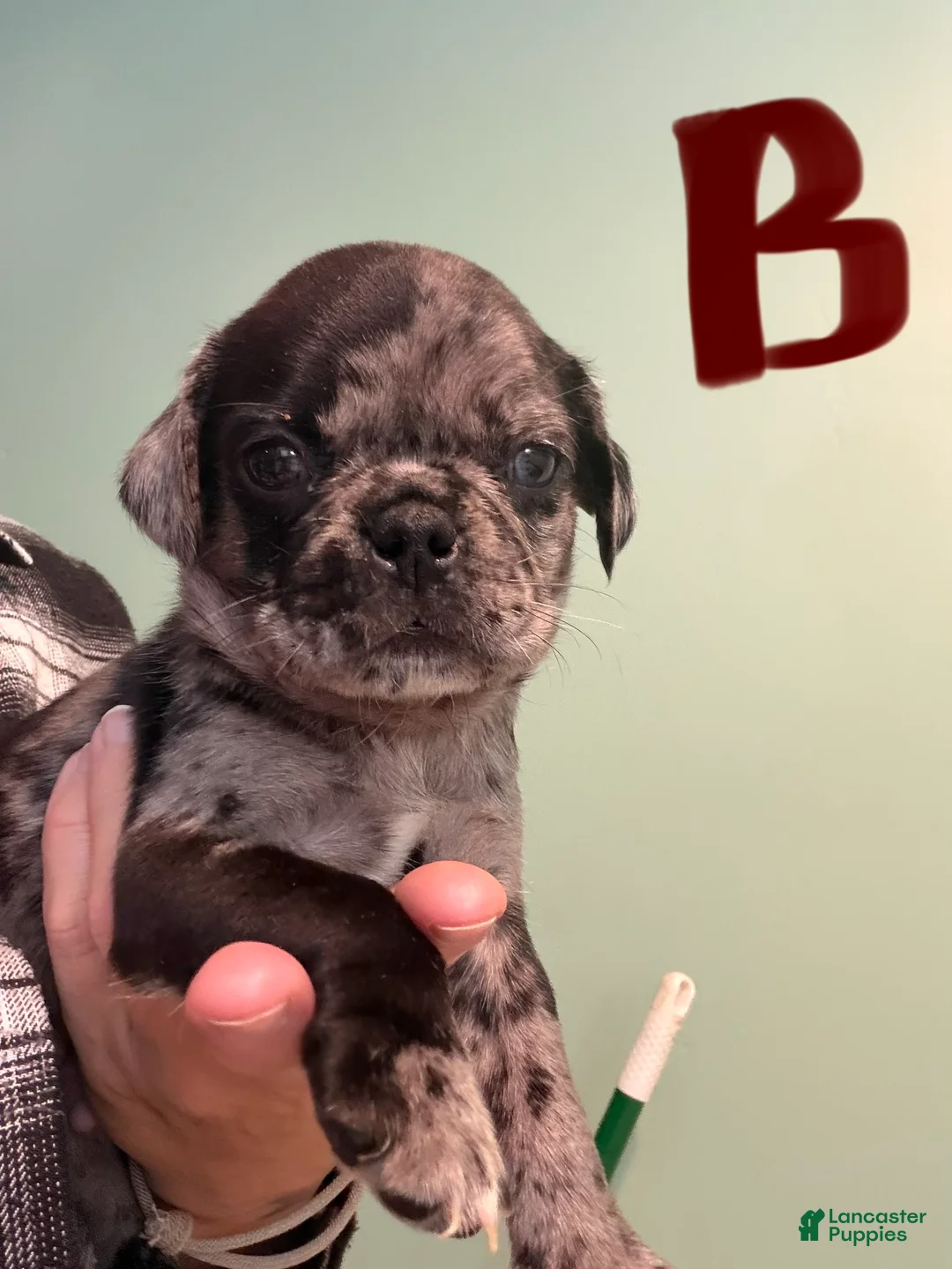 Pug dogs for sale: Pug 2 - Ad 1