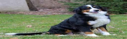Bernese Mountain Dog dogs for sale: Clara - Ad 5