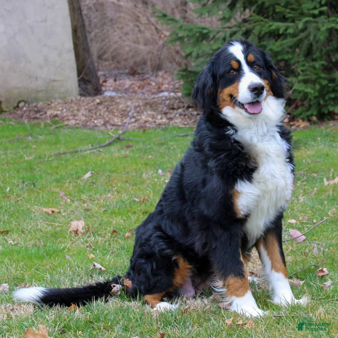 Bernese Mountain Dog dogs for sale: Clara - Ad 5