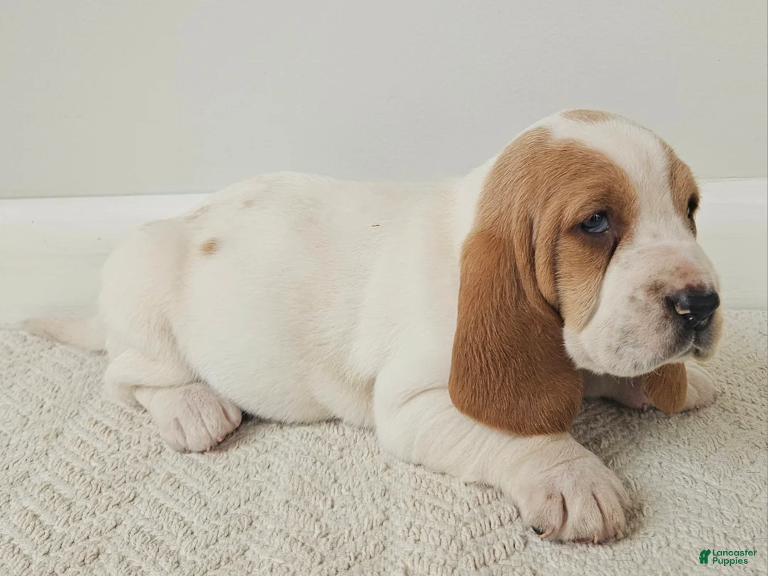 Basset Hound dogs for sale: Peaches - Ad 1