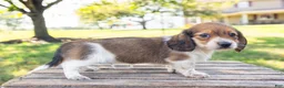 Miniature Dachshund dogs for sale: Huxley - Ad 14