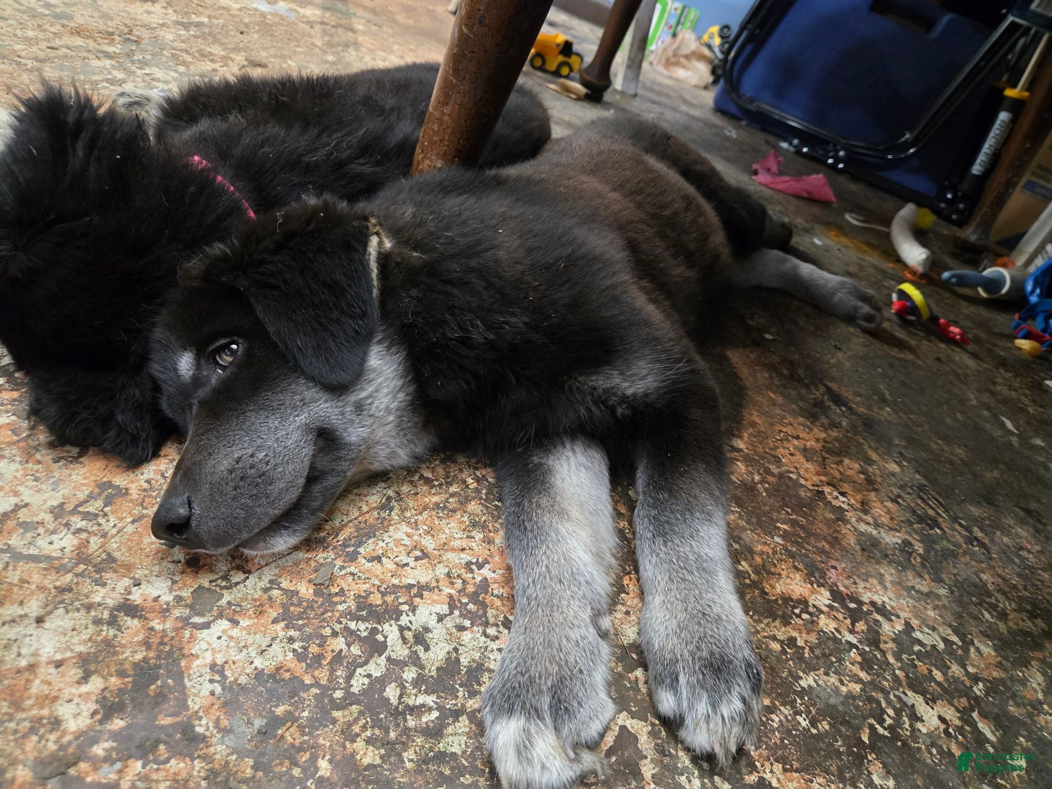Goberian dogs for sale: Shadow - Ad 2