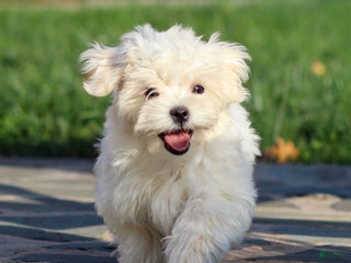 Maltese dogs - Ad 3